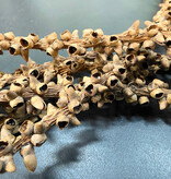 La Swamp Tige de Caryota / Fishtail palm stems (6x)