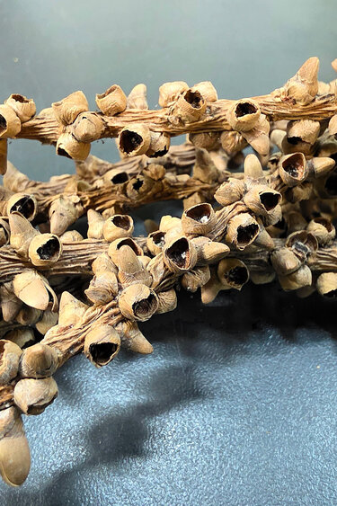 La Swamp LA SWAMP POD-FISH-6 Tige de Caryota / Fishtail palm stems (6x)