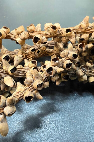 La Swamp Tige de Caryota / Fishtail palm stems (6x)