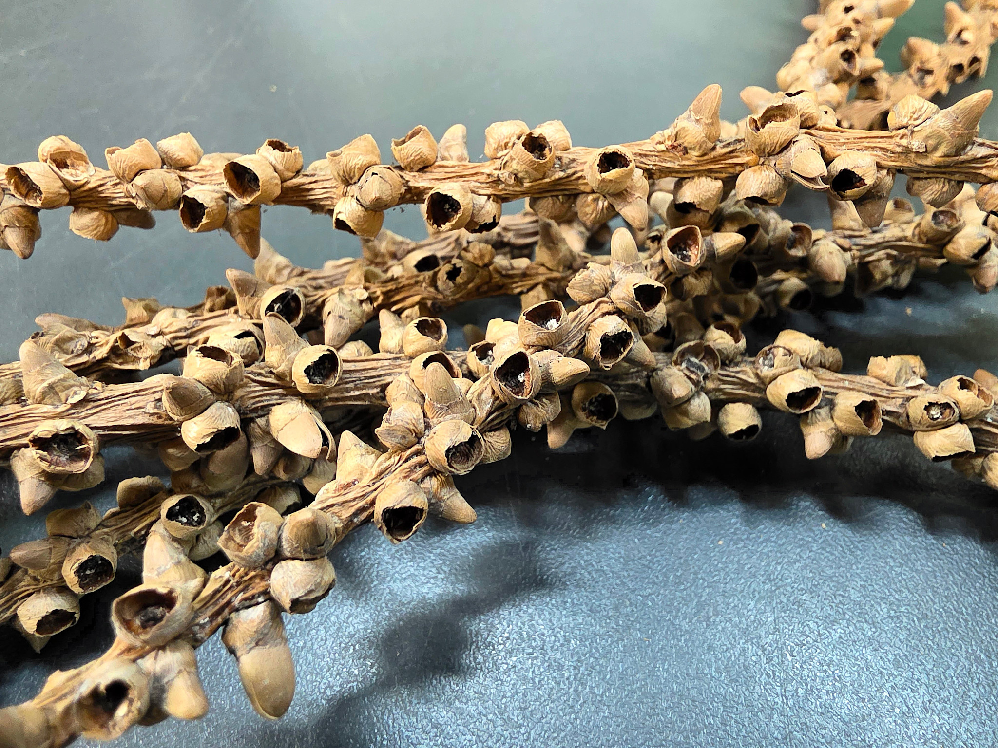 La Swamp Caryota stem - Fishtail palm stems (6x)