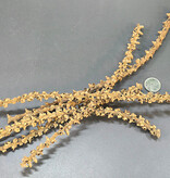 La Swamp Fishtail palm stems (6x)