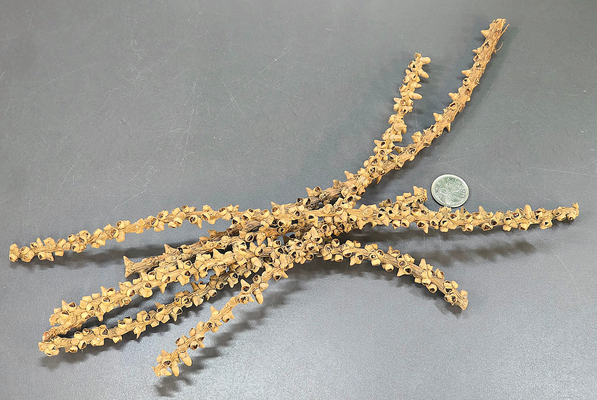 La Swamp Caryota stem - Fishtail palm stems (6x)