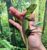 Magazoo Basilic vert