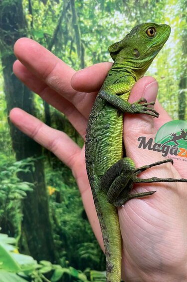 Magazoo Basilic vert