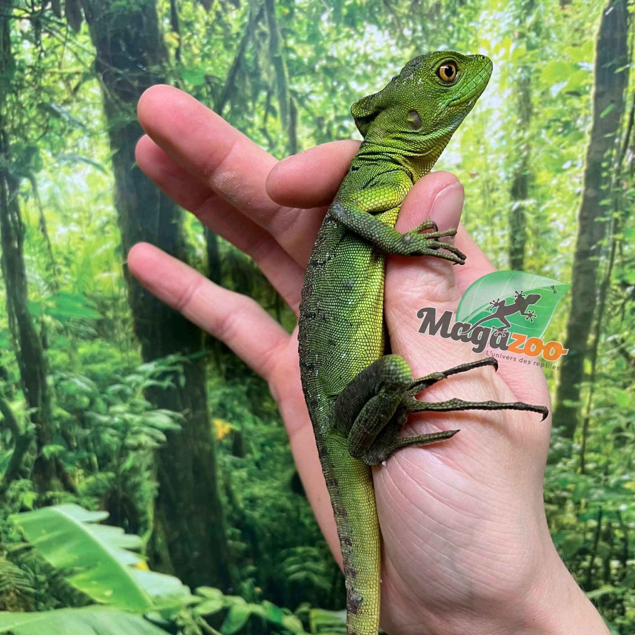 Magazoo Basilic vert