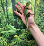 Magazoo Green Basilisk