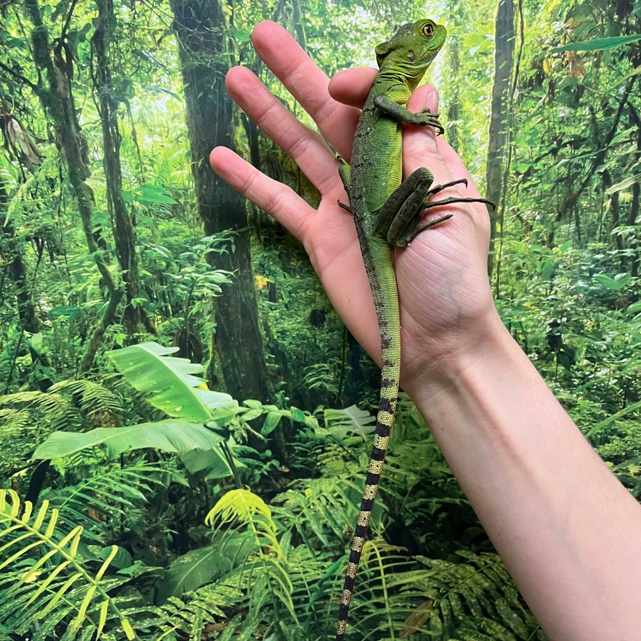 Magazoo Basilic vert