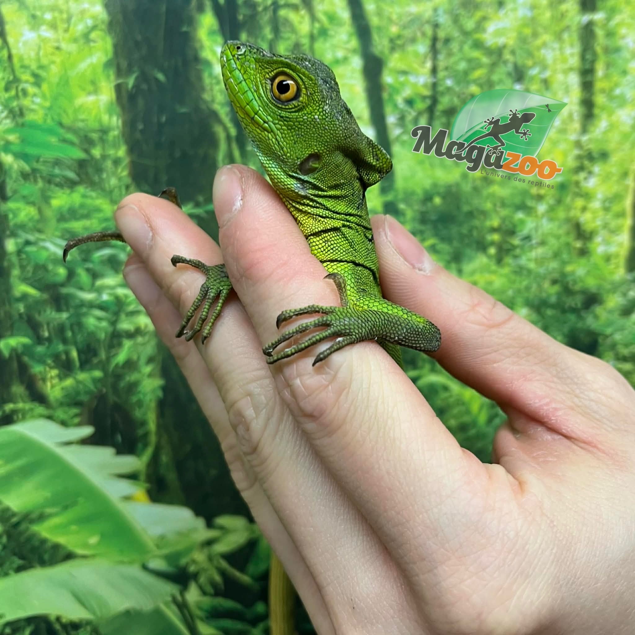 Magazoo Green Basilisk