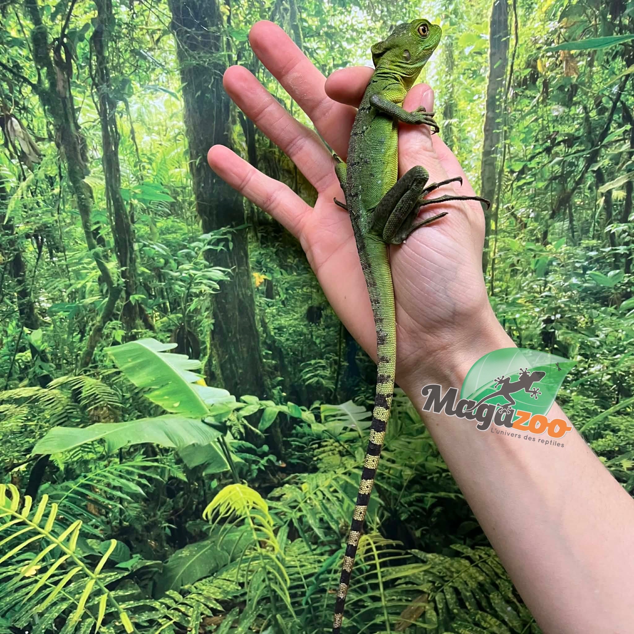 Magazoo Green Basilisk