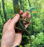 Magazoo Green Basilisk