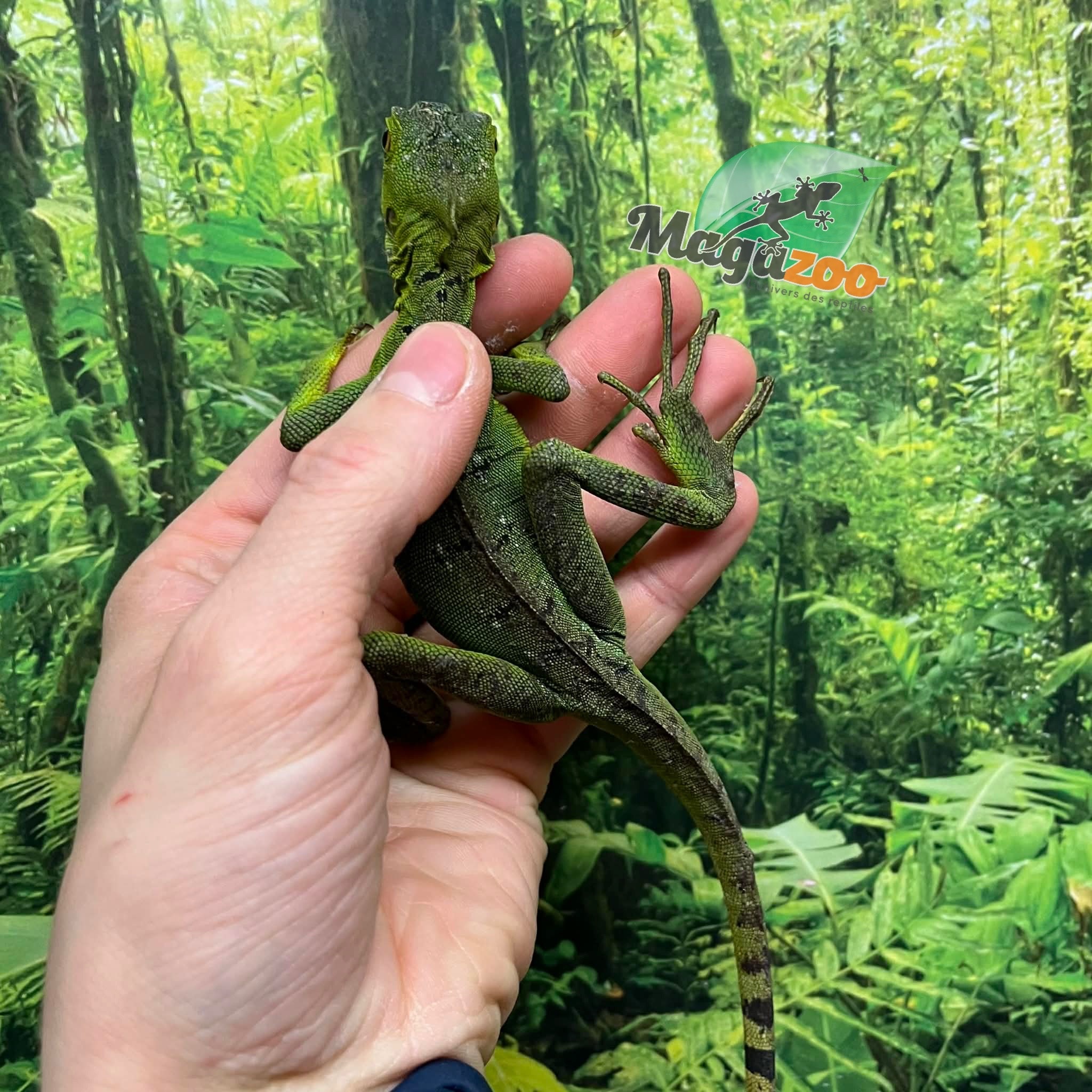 Magazoo Green Basilisk