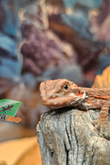 Magazoo Translucent Leatherback 50% Red Monster Blue Bar Cross Bearded Dragon #1