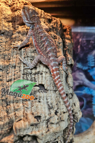 Magazoo 50% Red Monster Blue Bar Hypo Cross  Bearded Dragon #1