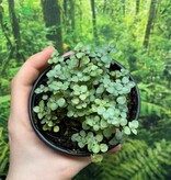 La Swamp Plante Pilea Glauca