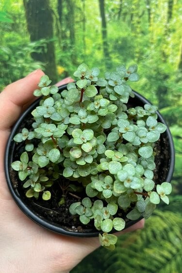 La Swamp Pilea Glauca Plant