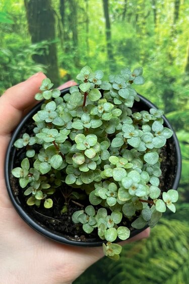 La Swamp Plante Pilea Glauca