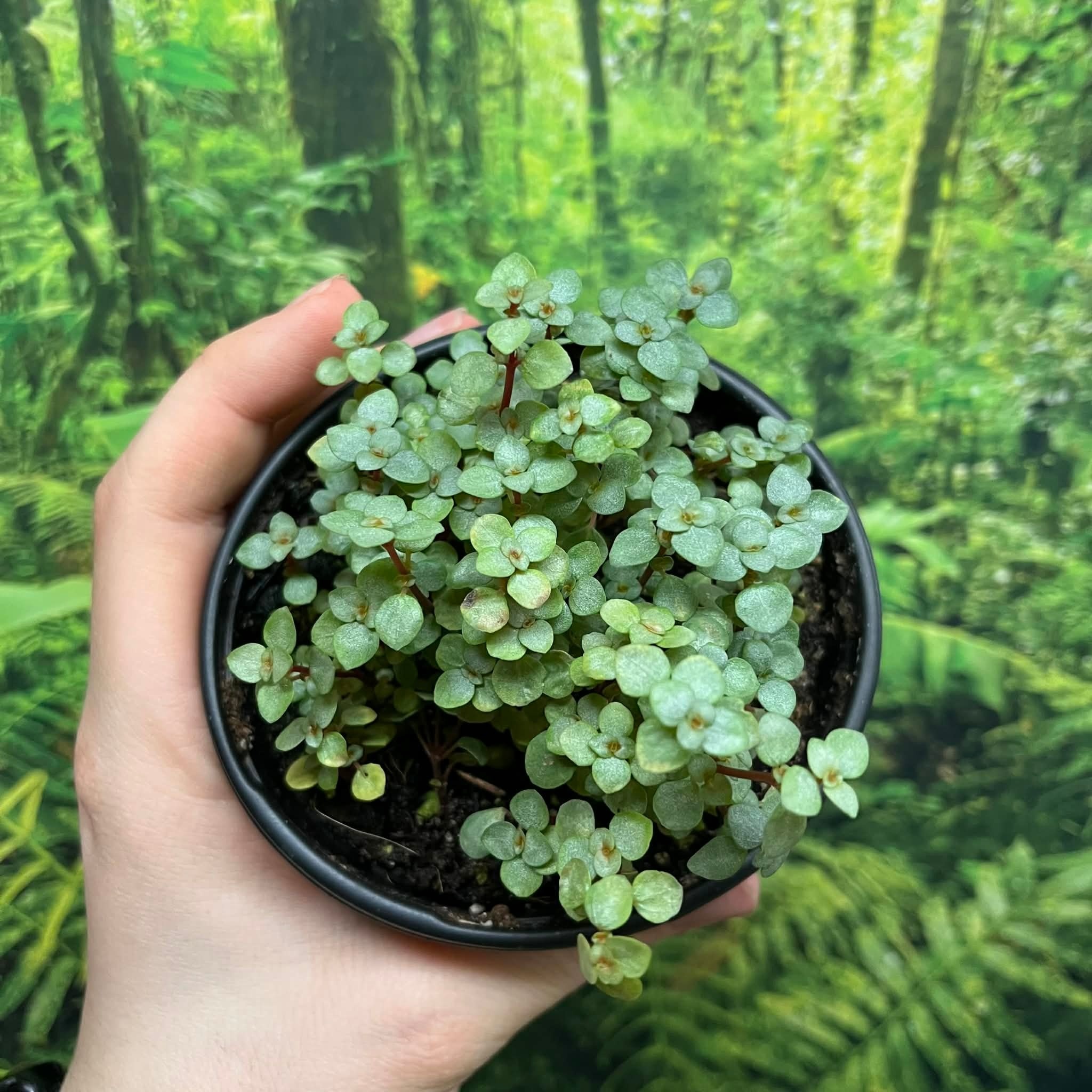 La Swamp Plante Pilea Glauca