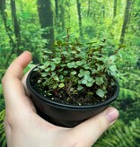 La Swamp Pilea Glauca Plant