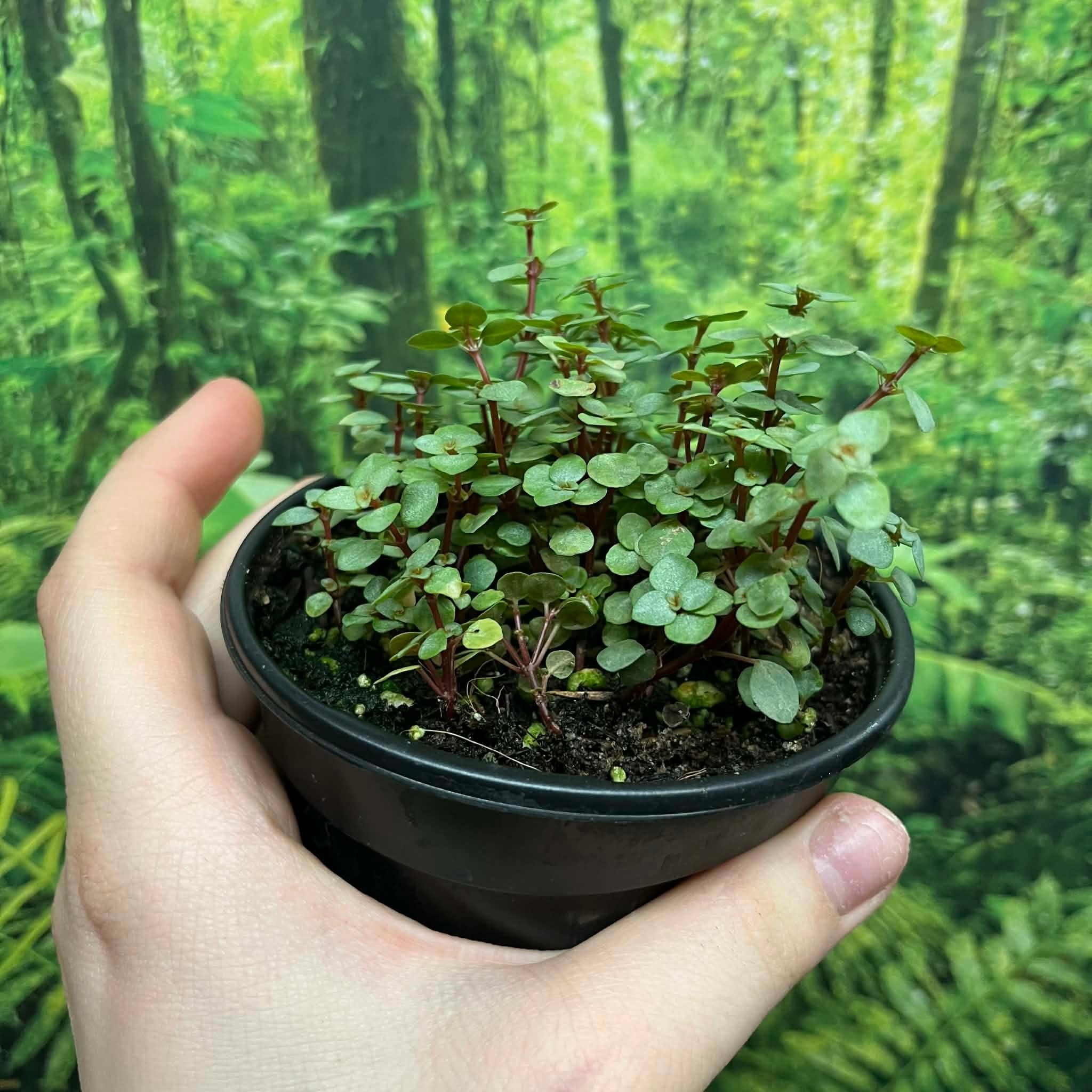 La Swamp Plante Pilea Glauca