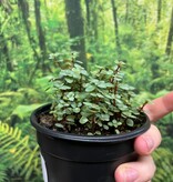 La Swamp Plante Pilea Glauca