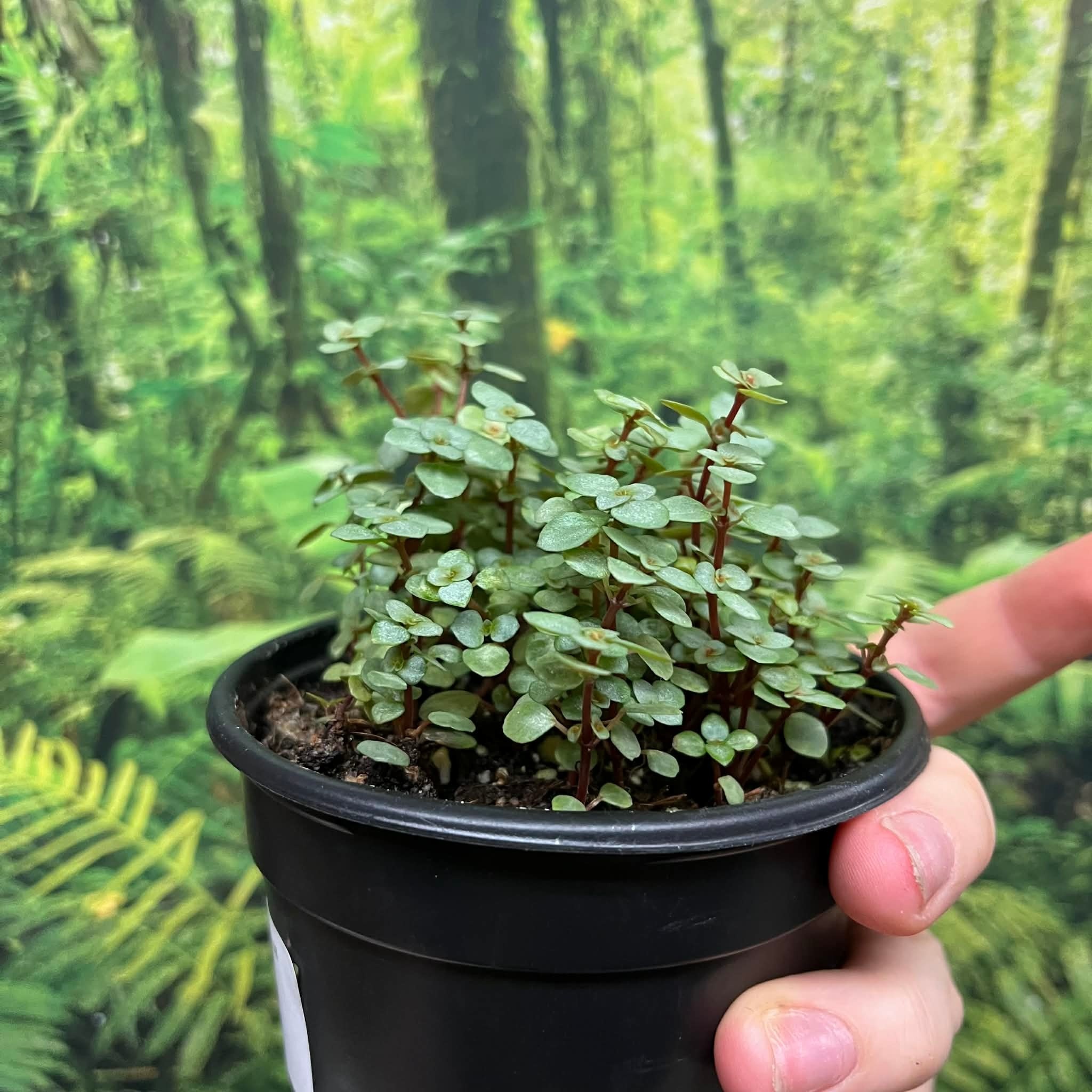 La Swamp Plante Pilea Glauca