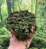 Pilea depressa plant