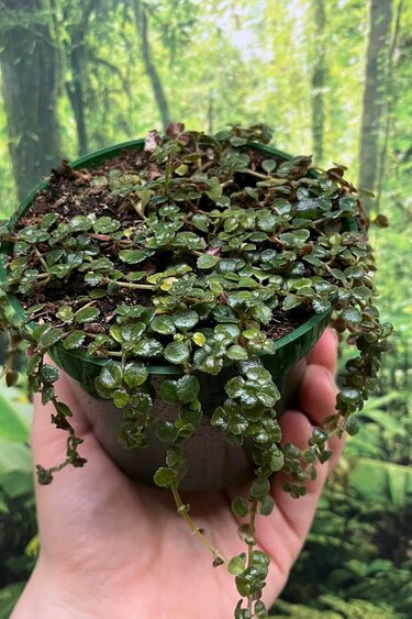 Pilea depressa plant