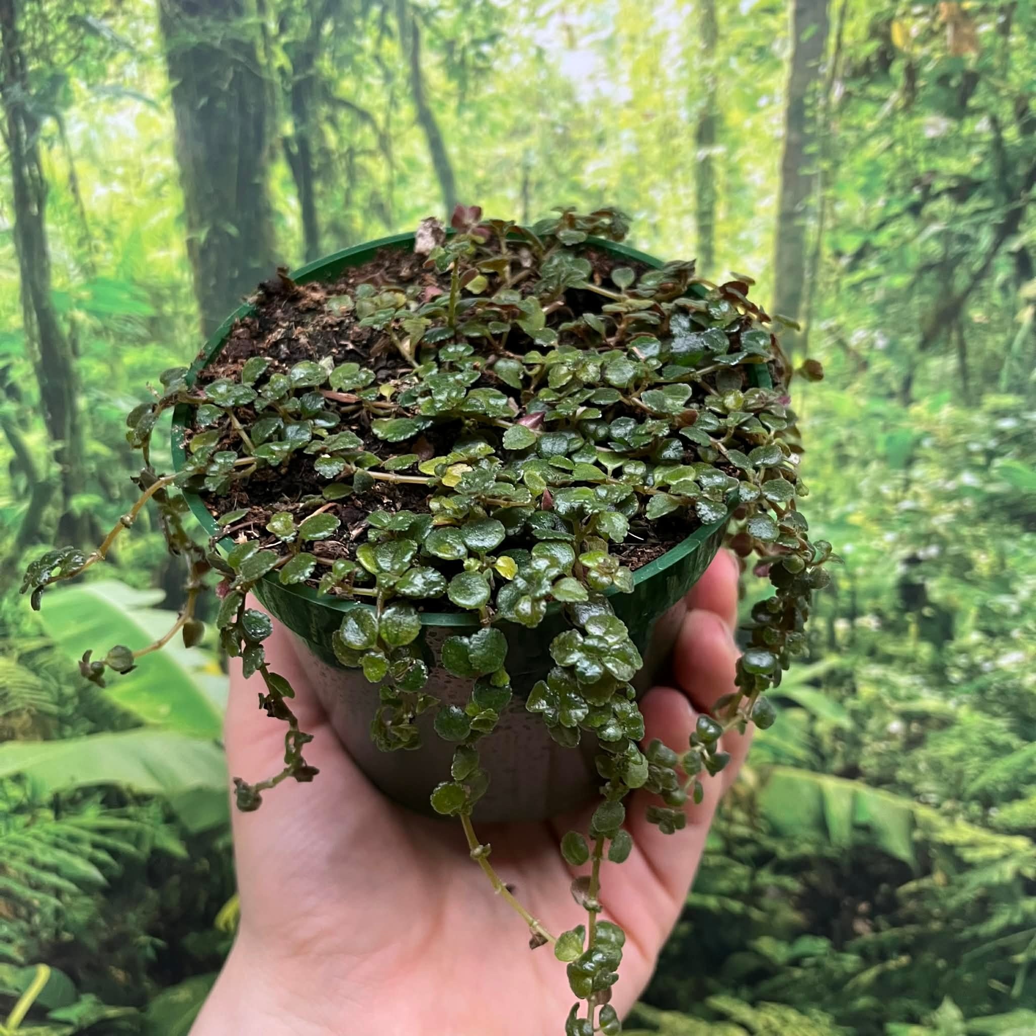 Pilea depressa plant