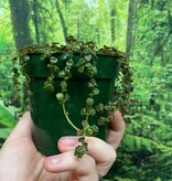 Pilea depressa plant