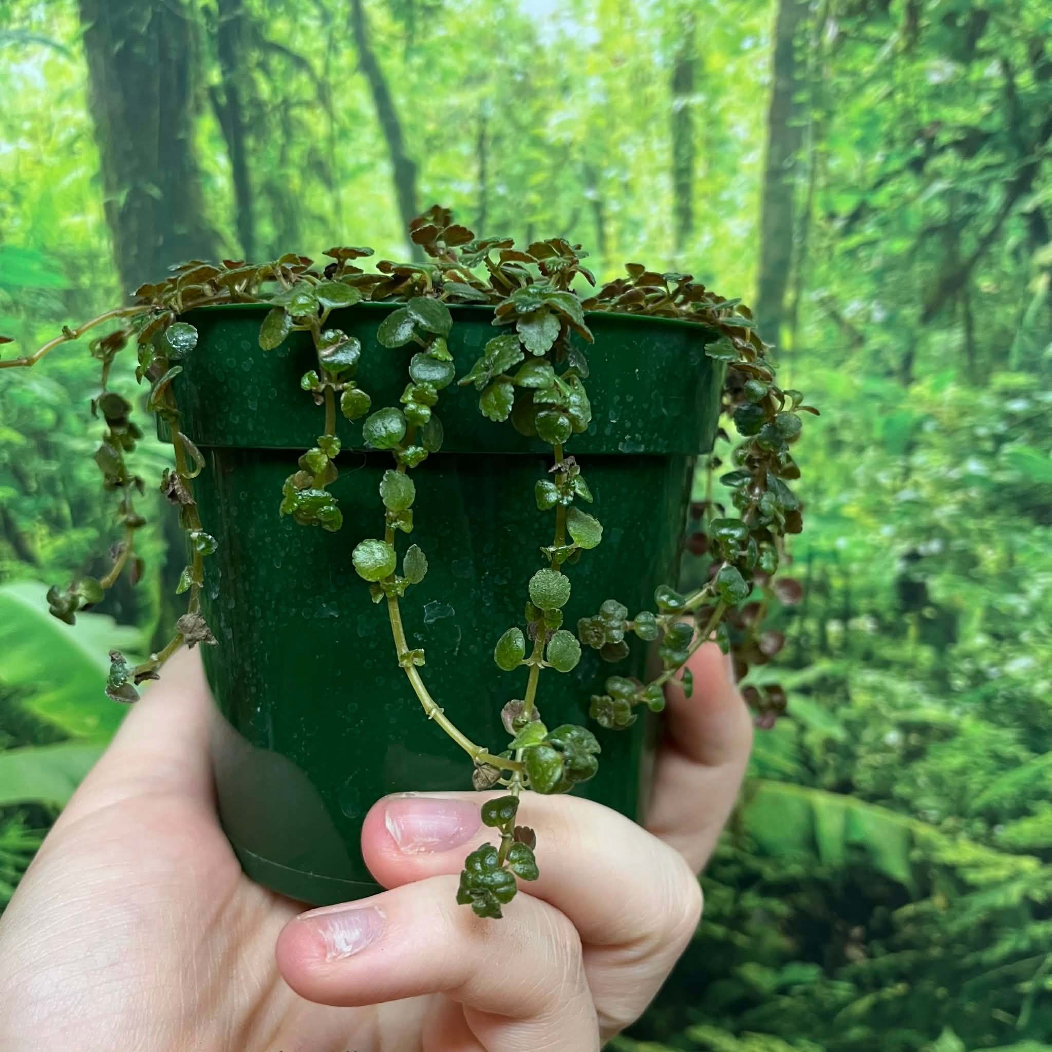 Plante Pilea depressa