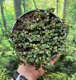 Plante Pilea depressa