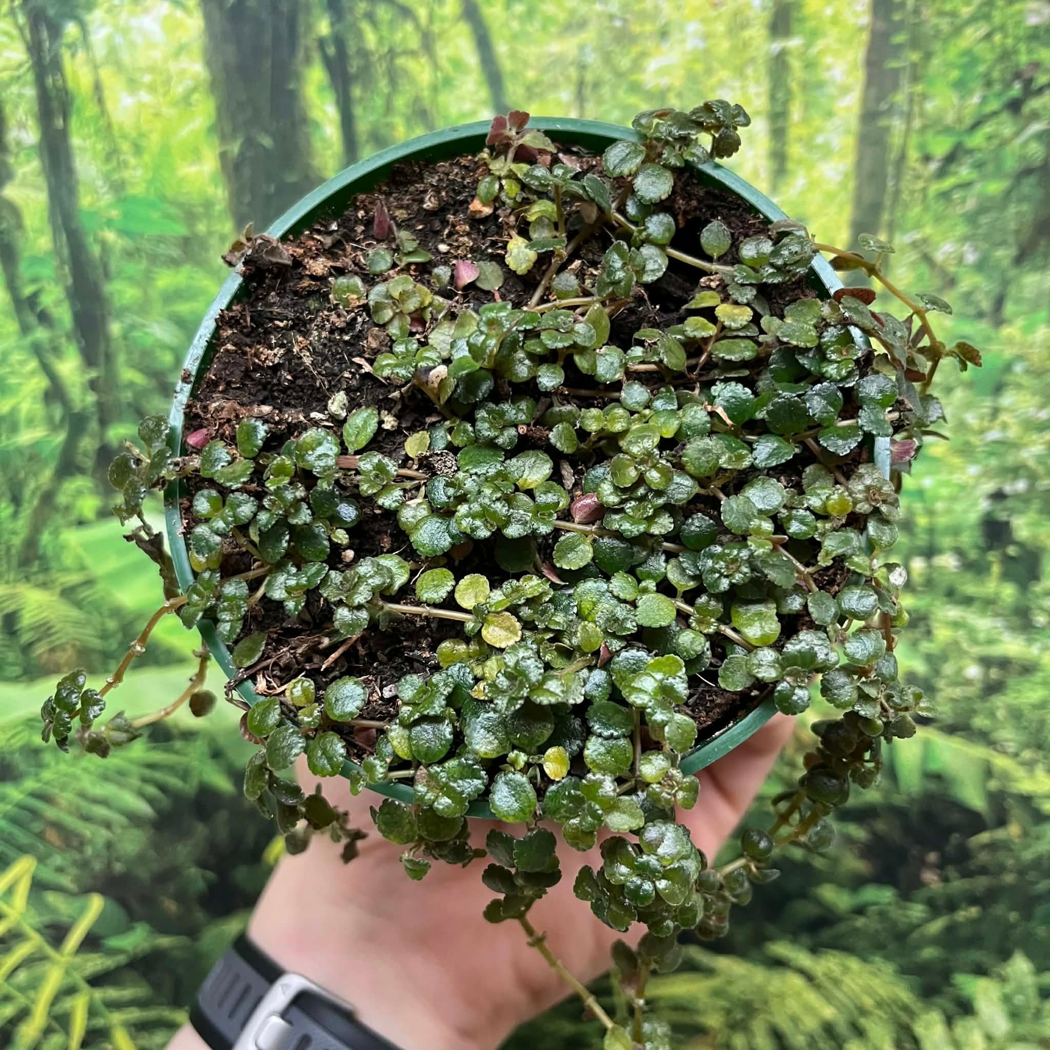 Pilea depressa plant