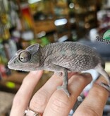 Magazoo Male Ambanja Panther Chameleon #2 (Born December 2025)