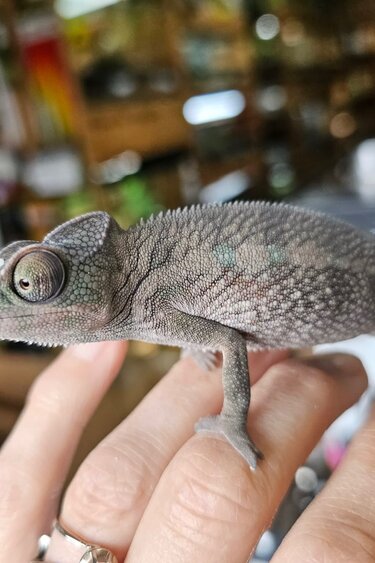 Magazoo Male Ambanja Panther Chameleon #2 (Born December 2025)