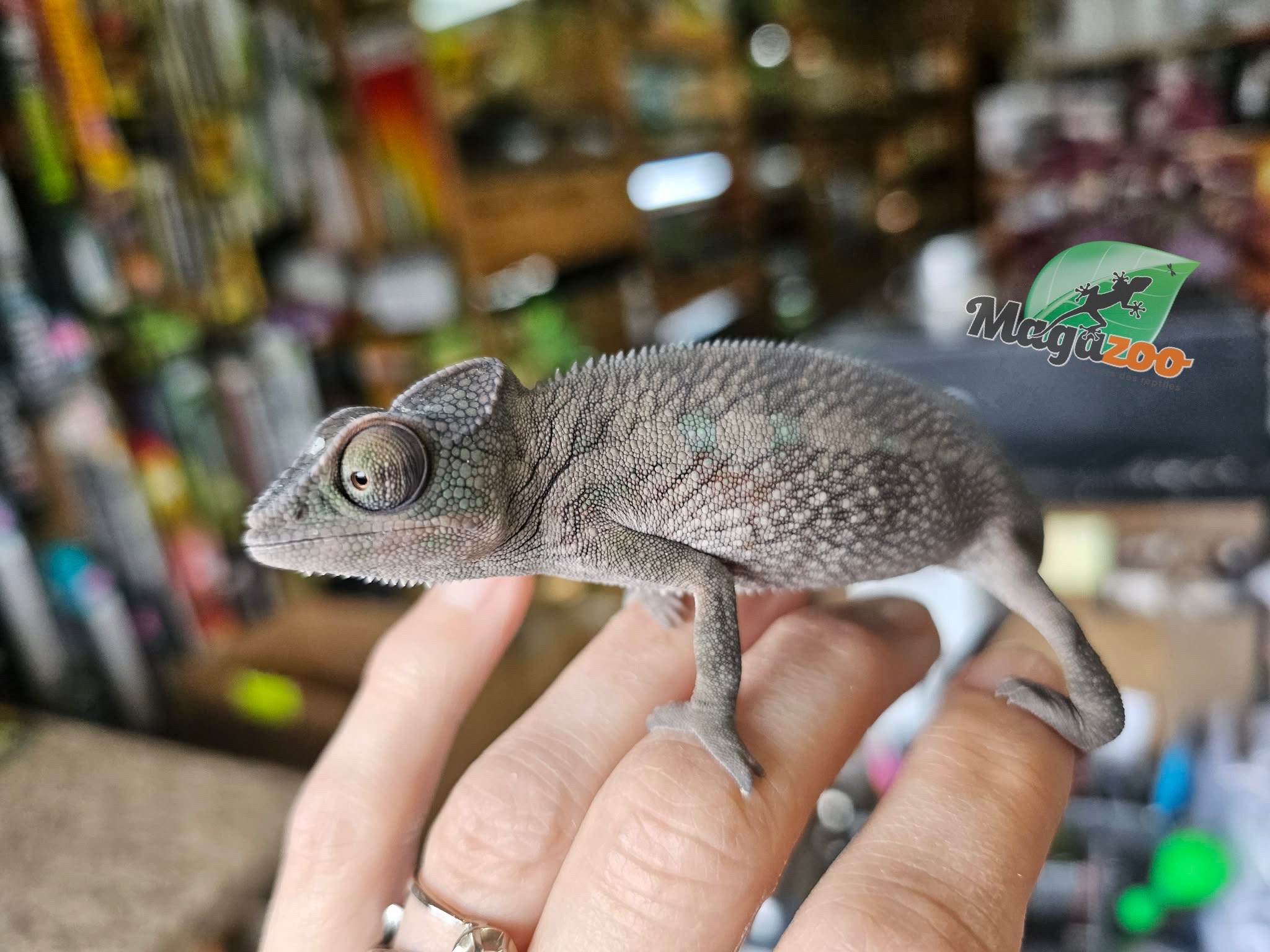 Magazoo Caméléon Panthère Ambanja Mâle #2 (né décembre 2025)