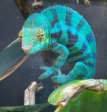 Magazoo Male Ambanja Panther Chameleon #2 (Born December 2025)