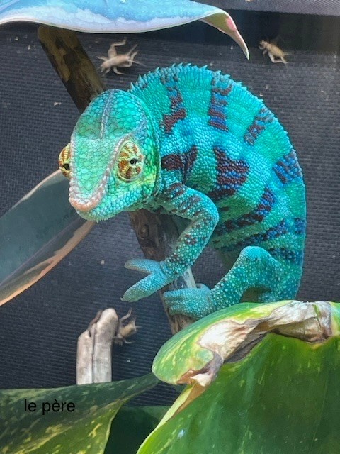 Magazoo Male Ambanja Panther Chameleon #2 (Born December 2025)