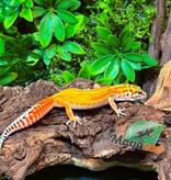 Magazoo Gecko léopard Tangerine Emerine Femelle 16/11/25