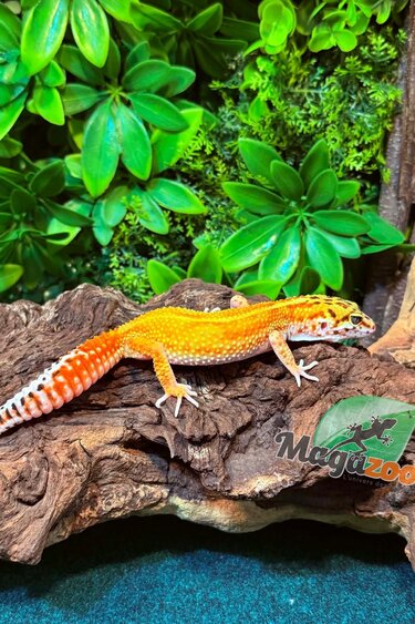 Magazoo Female Tangerine Emerine Leopard gecko 11/16/25