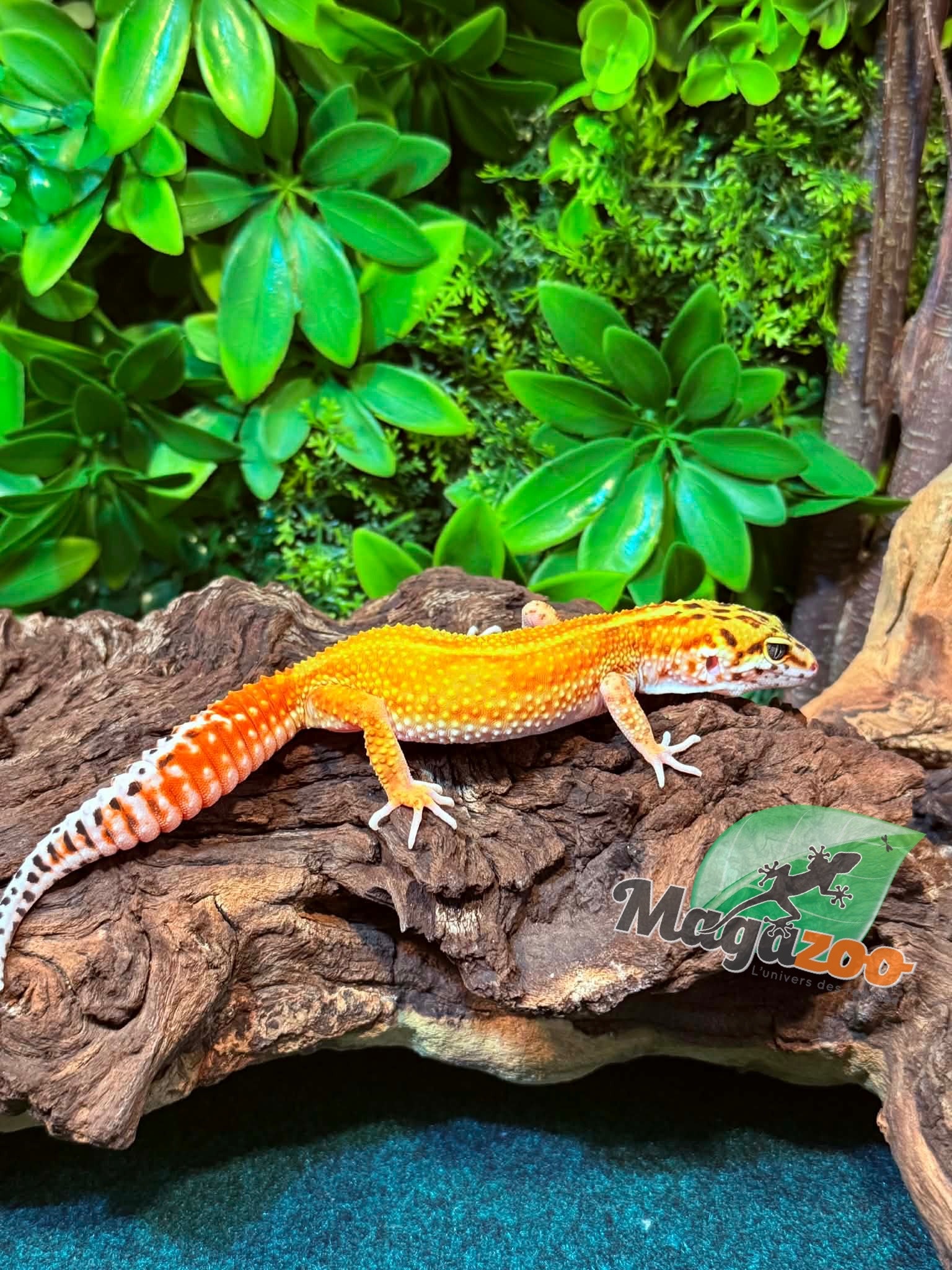 Magazoo Female Tangerine Emerine Leopard gecko 11/16/25