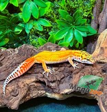Magazoo Gecko léopard Tangerine Emerine Femelle 16/11/25