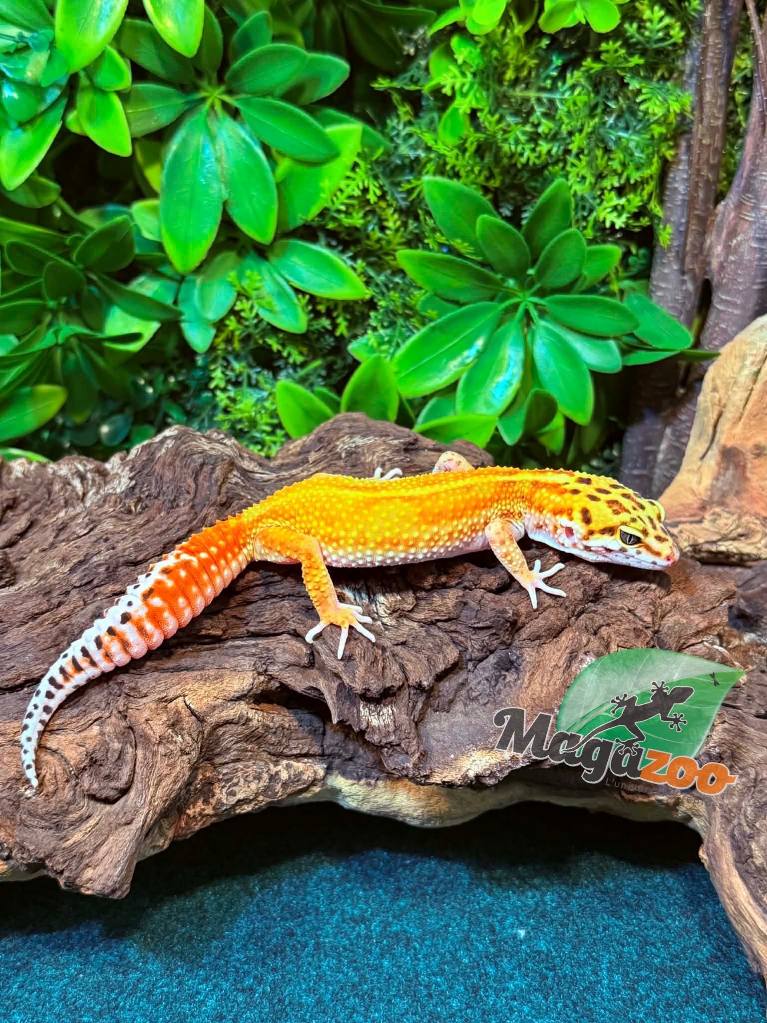 Magazoo Female Tangerine Emerine Leopard gecko 11/16/25