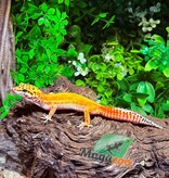 Magazoo Female Tangerine Emerine Leopard gecko 11/16/25