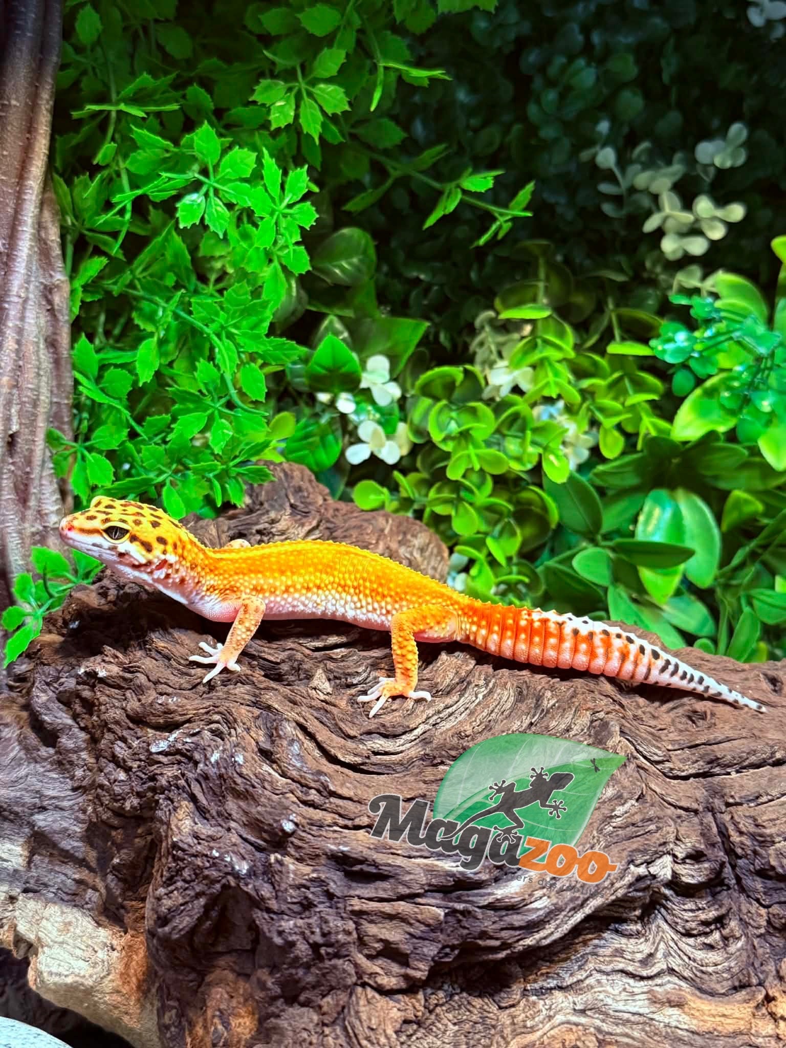Magazoo Female Tangerine Emerine Leopard gecko 11/16/25