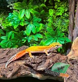 Magazoo Female Tangerine Emerine Leopard gecko 11/16/25