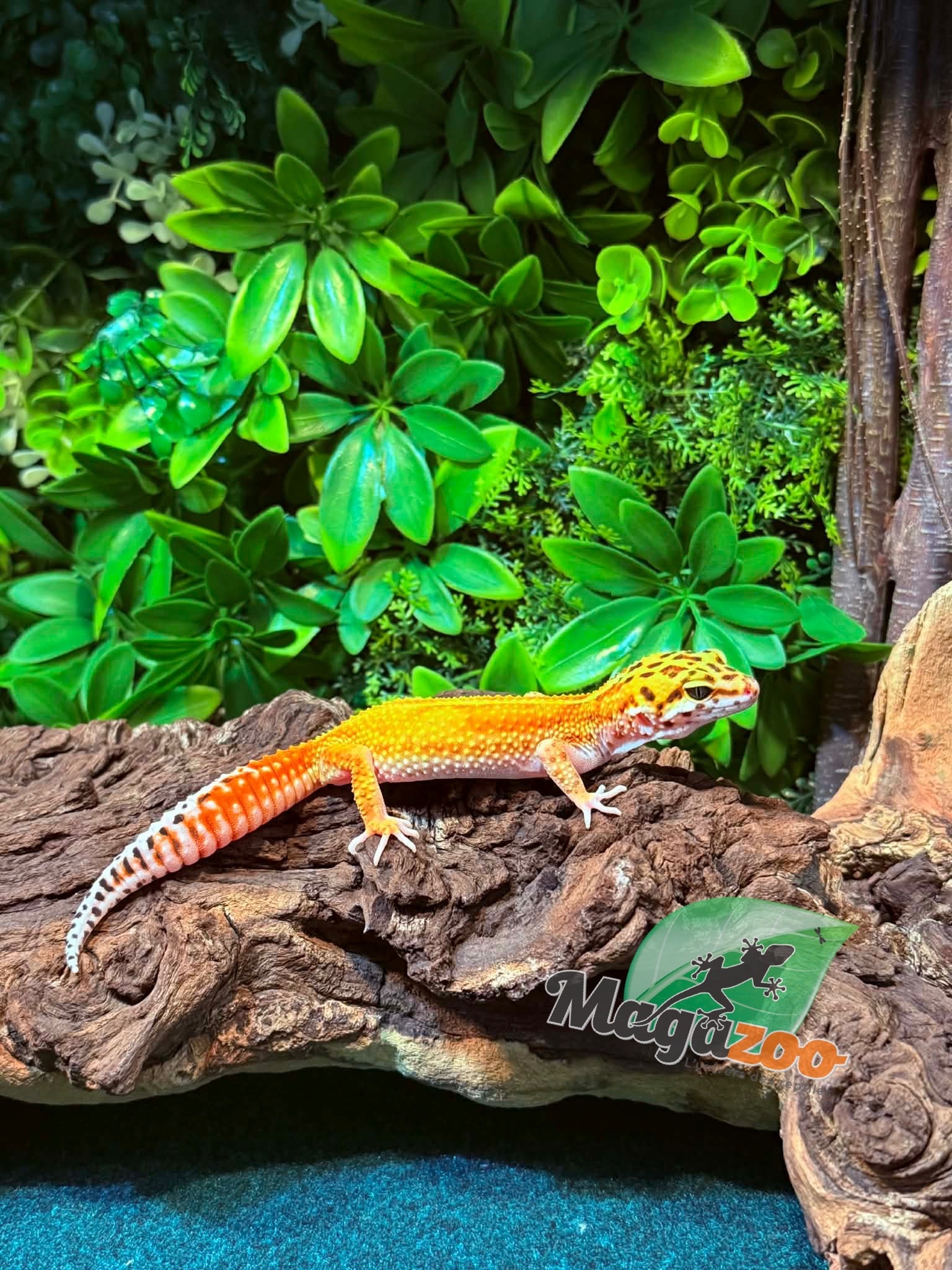 Magazoo Female Tangerine Emerine Leopard gecko 11/16/25