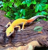 Magazoo Gecko léopard Tangerine Super Hypo Femelle 01/12/25