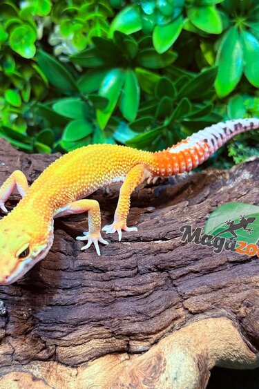 Magazoo Female Tangerine Super Hypo Leopard gecko 12/01/25