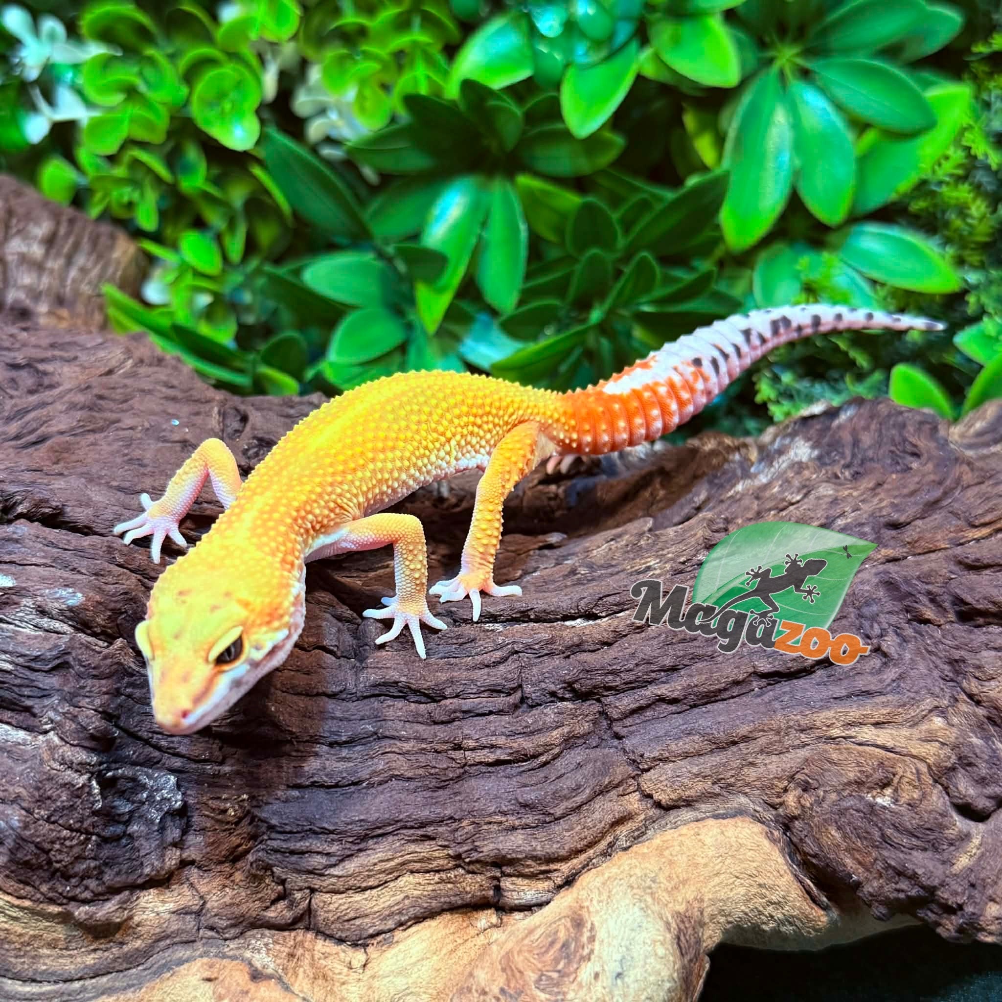 Magazoo Female Tangerine Super Hypo Leopard gecko 12/01/25