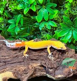 Magazoo Gecko léopard Tangerine Super Hypo Femelle 01/12/25